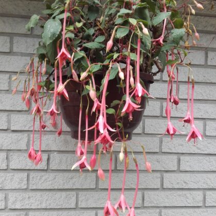 Fuchsia Big Slim