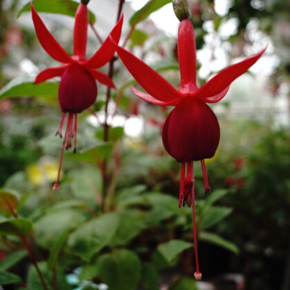 Fuchsia Cardinal