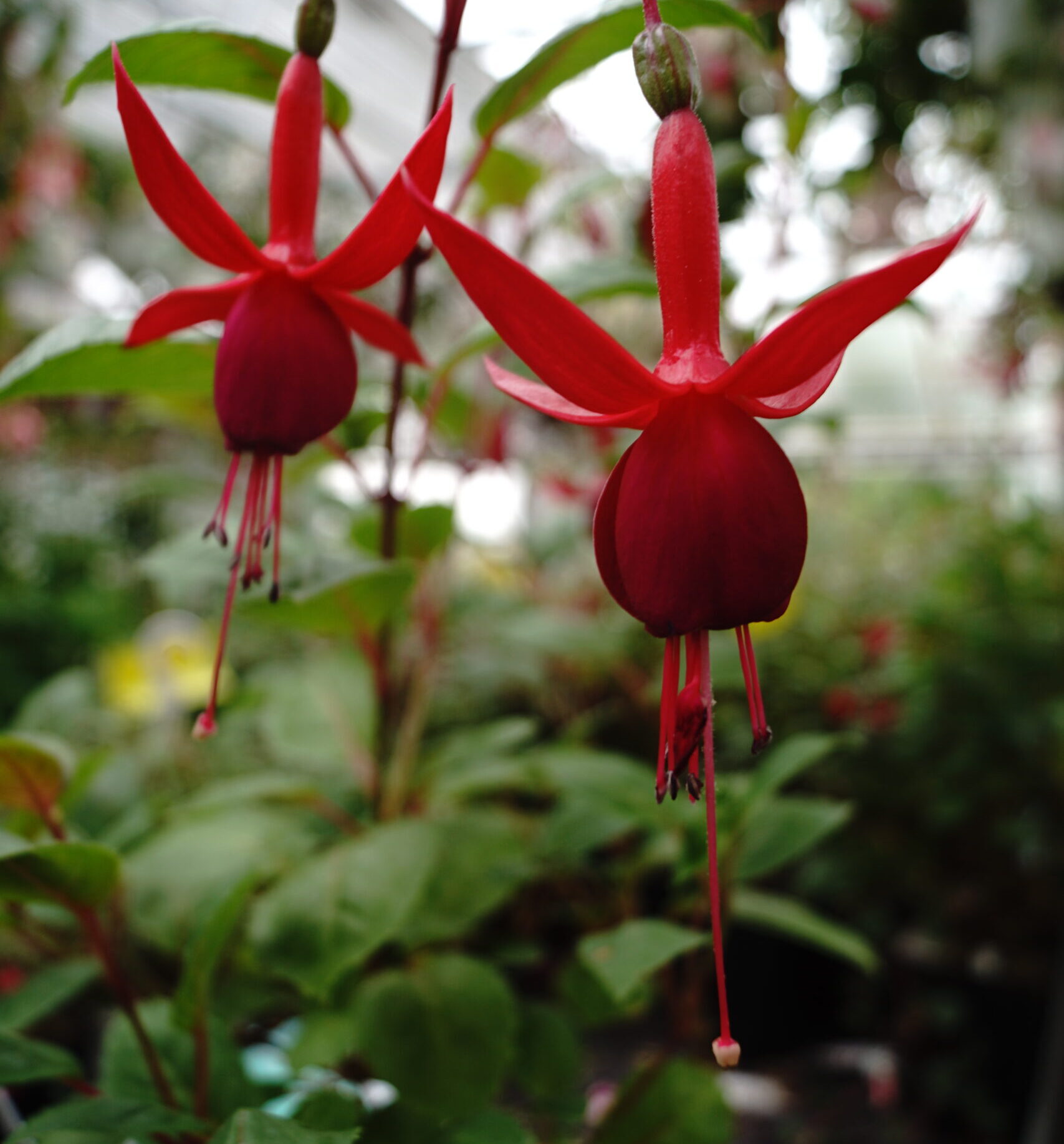 Fuchsia Cardinal