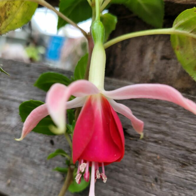 Fuchsia Celia Smedley (Vinterhårdfør på beskyttet plads)