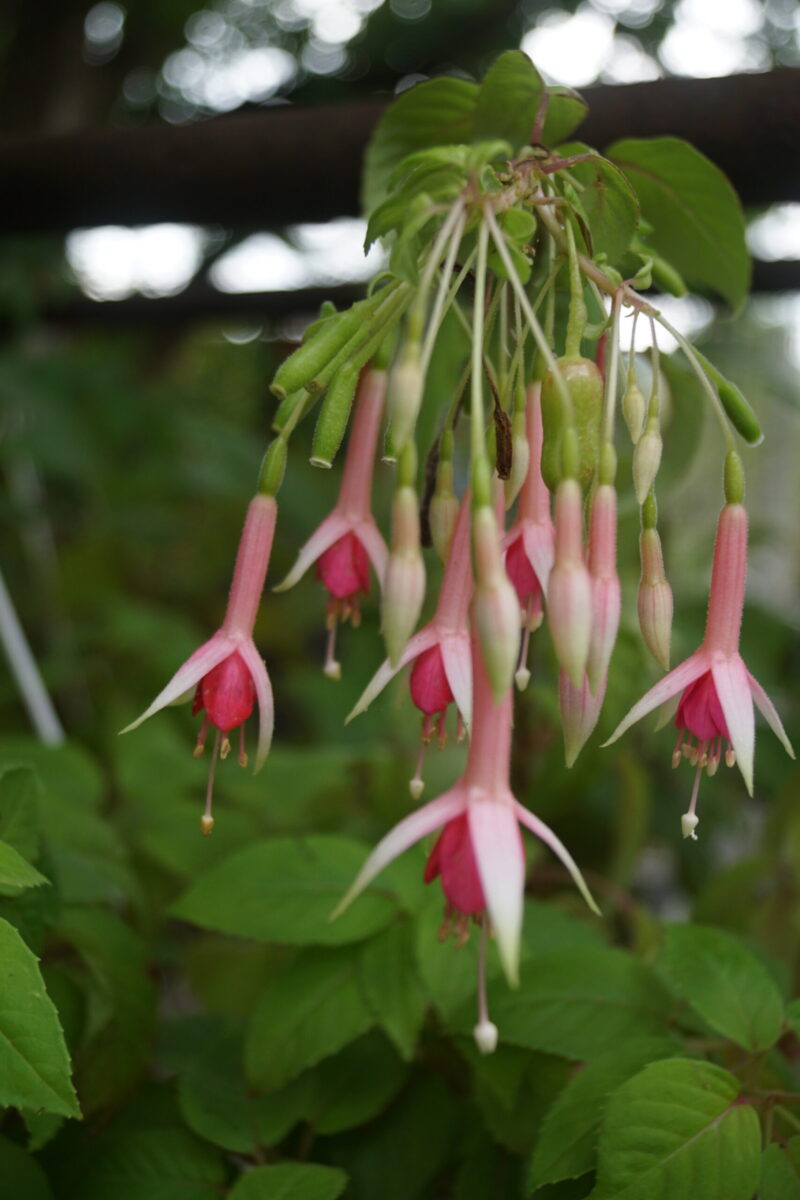 Fuchsia Daisy Bell - Image 2