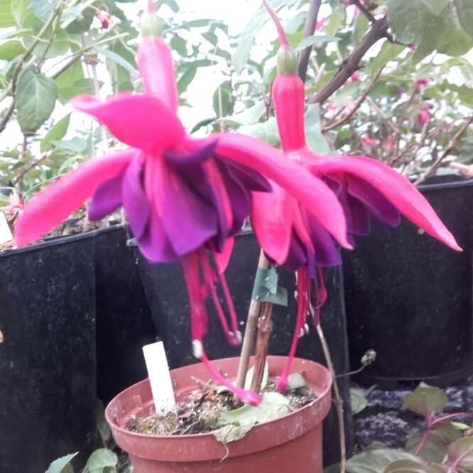 Fuchsia Dark Night