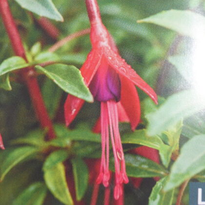 Fuchsia David (Fuchsia microphylla 'David)