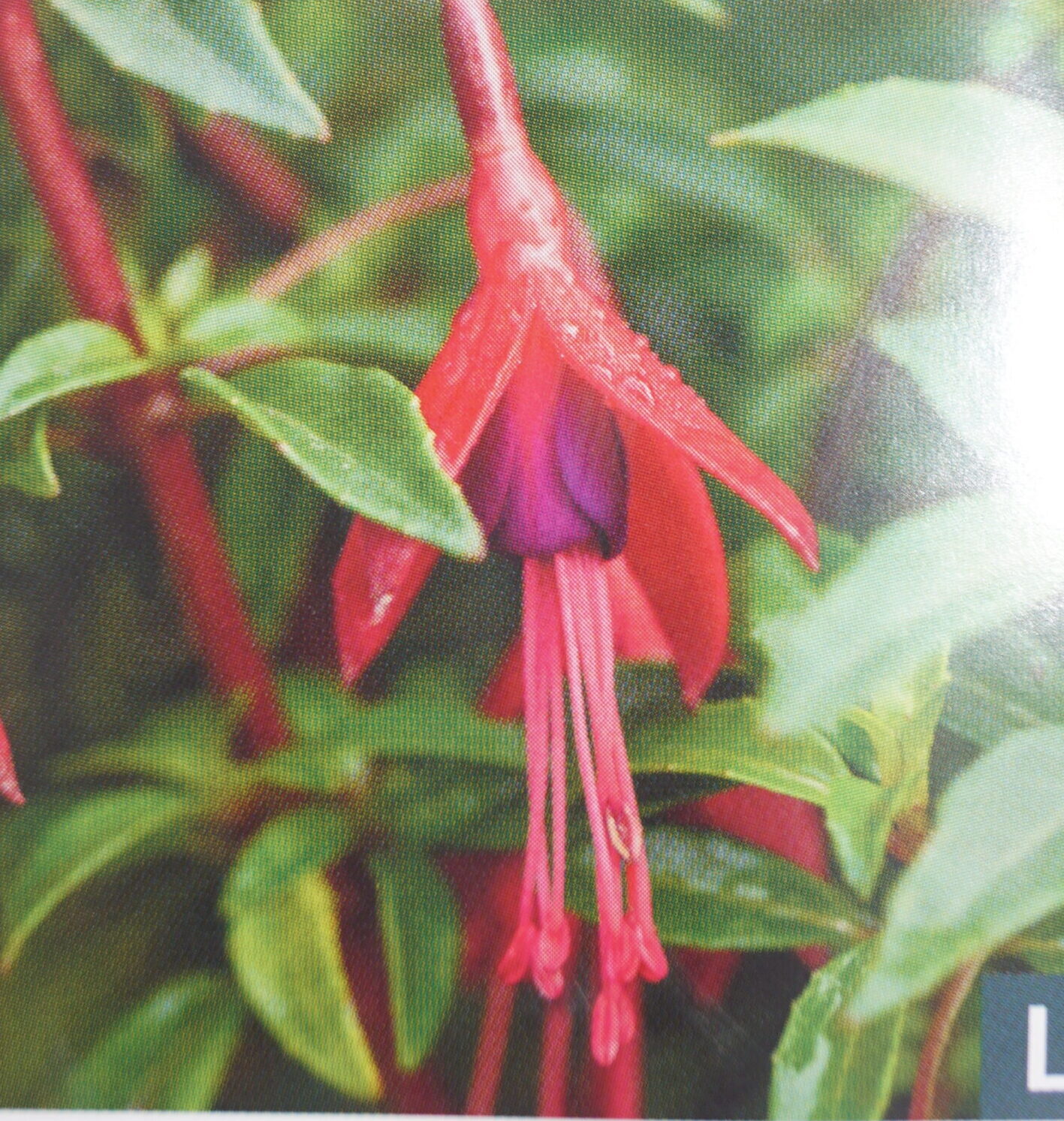 Fuchsia David (Fuchsia microphylla ‘David)