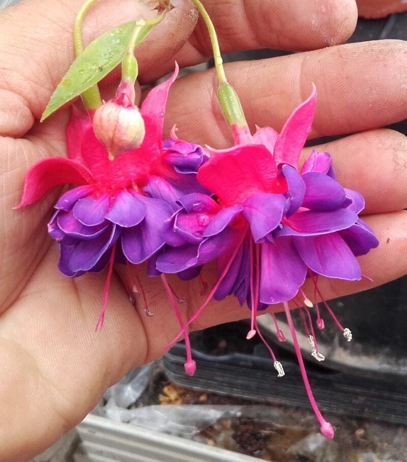 Fuchsia Die Fledermaus - Image 3