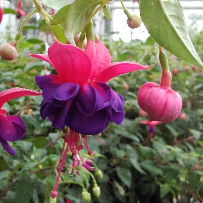 Fuchsia Die Fledermaus