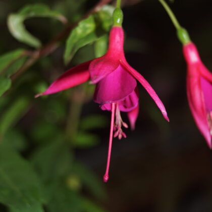 Fuchsia Electric Lights (Vinterhårdfør)
