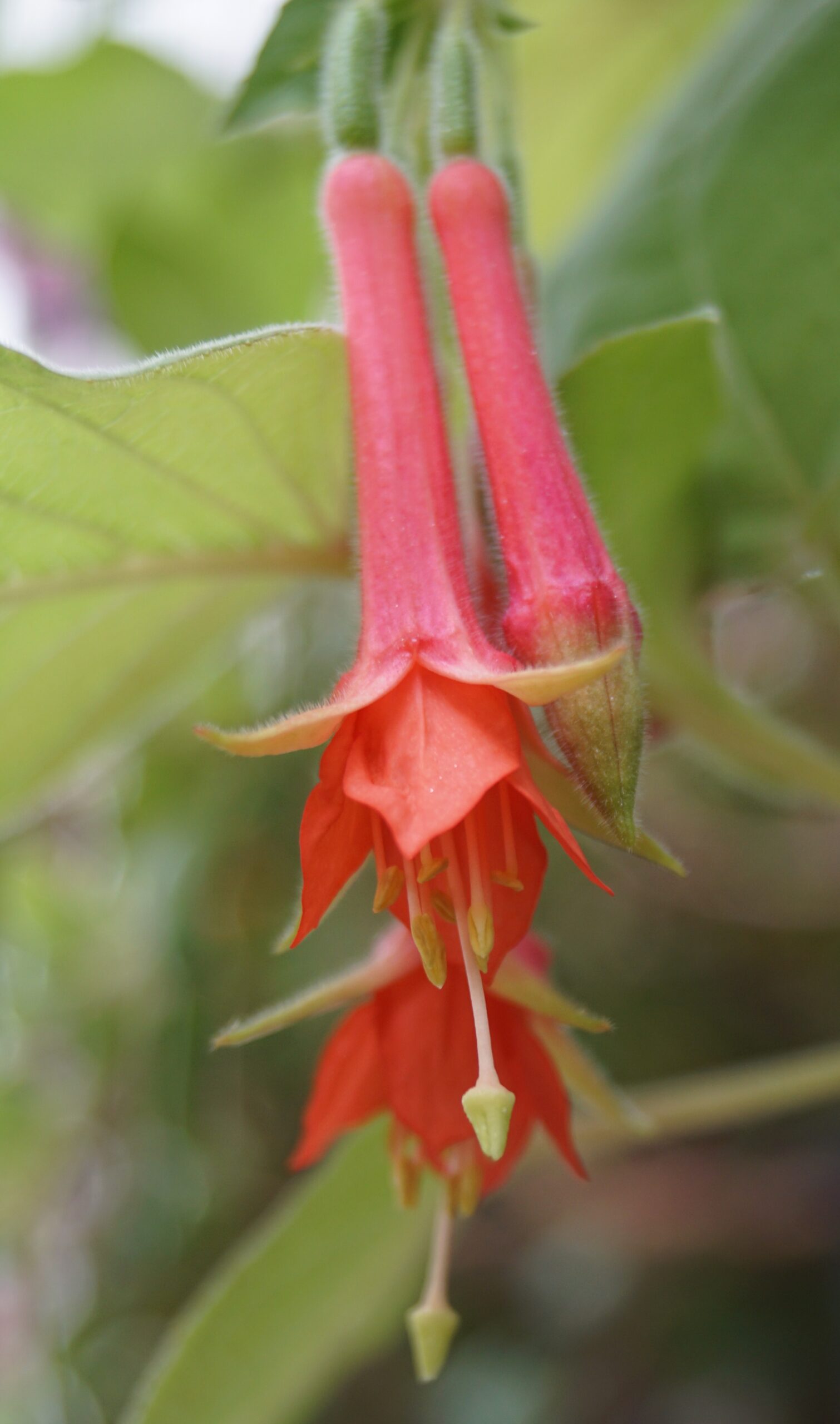 Fuchsia Fulgens Speciosa