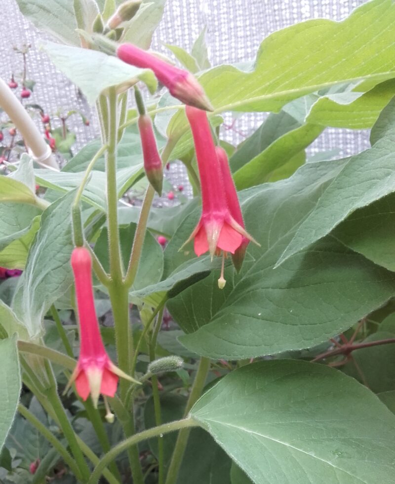 Fuchsia Fulgens Speciosa - Image 3