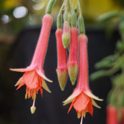 Fuchsia Fulgens Speciosa