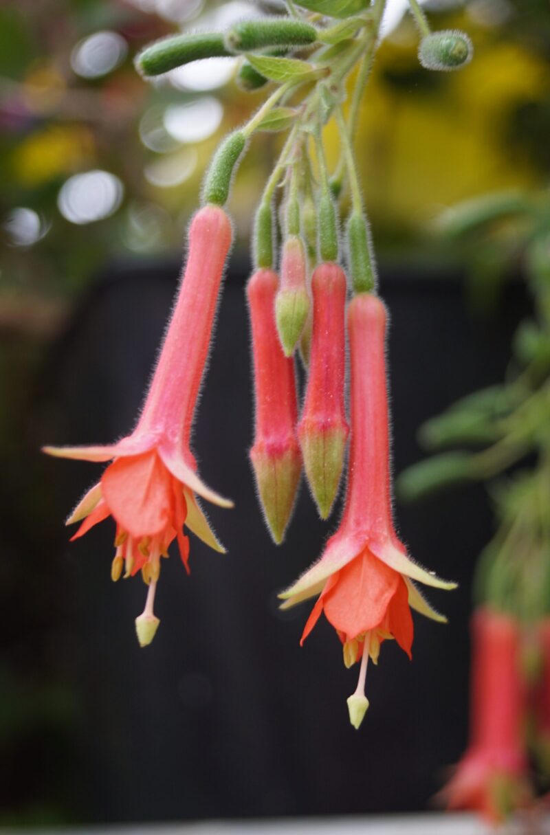 Fuchsia Fulgens Speciosa