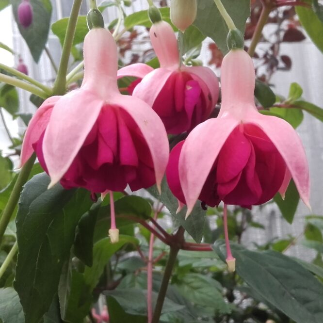 Fuchsia Garden News (Vinterhårdfør)