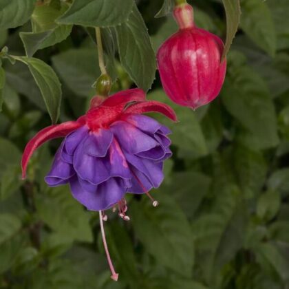 Fuchsia Gillian Anthea