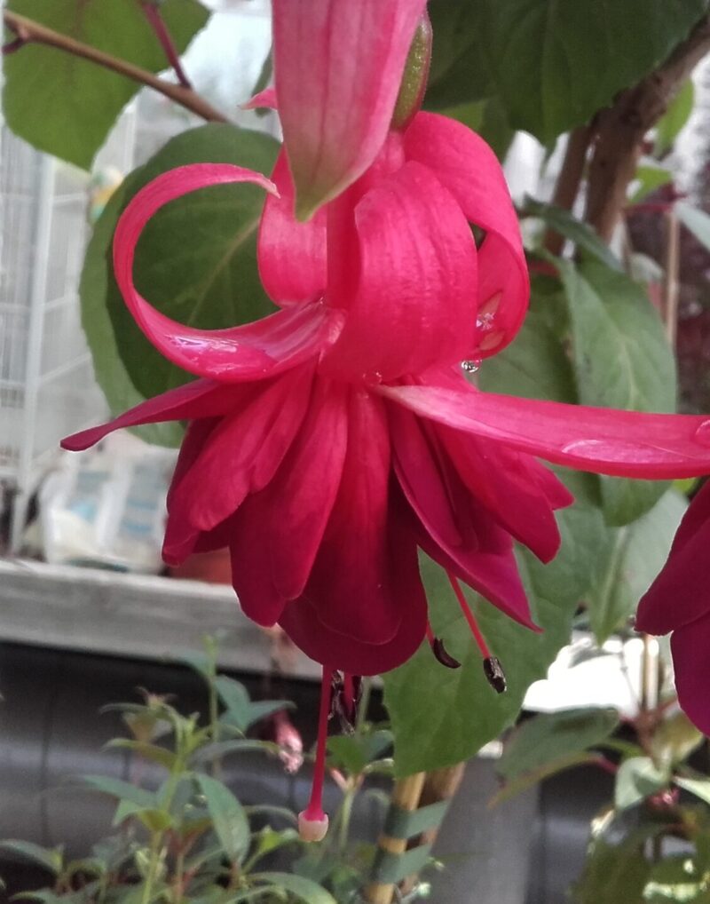 Fuchsia Granada