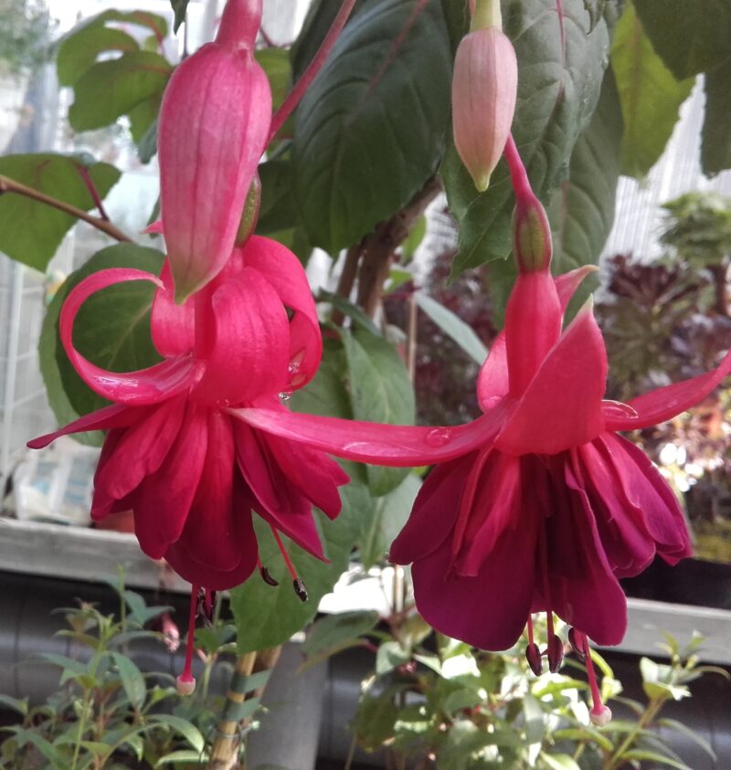 Fuchsia Granada - Image 2