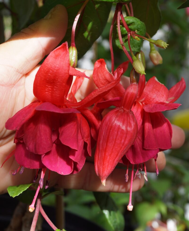 Fuchsia Granada - Image 3