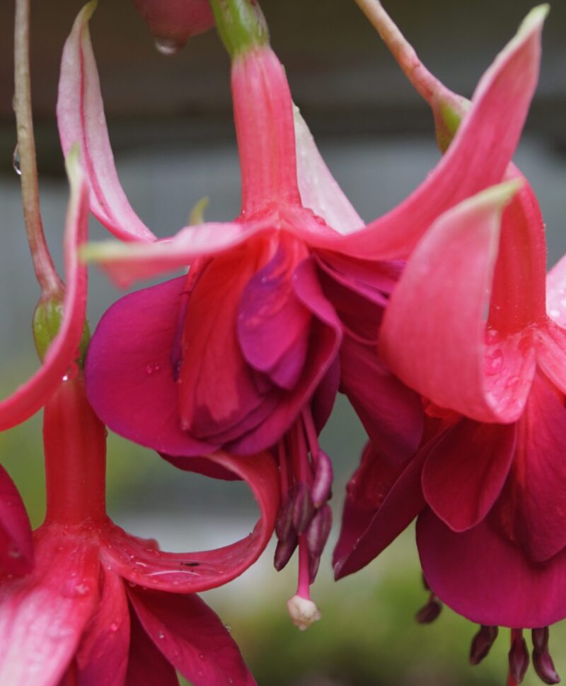 Fuchsia Granada - Image 4