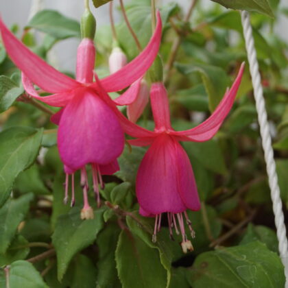 Fuchsia Jack Shahan