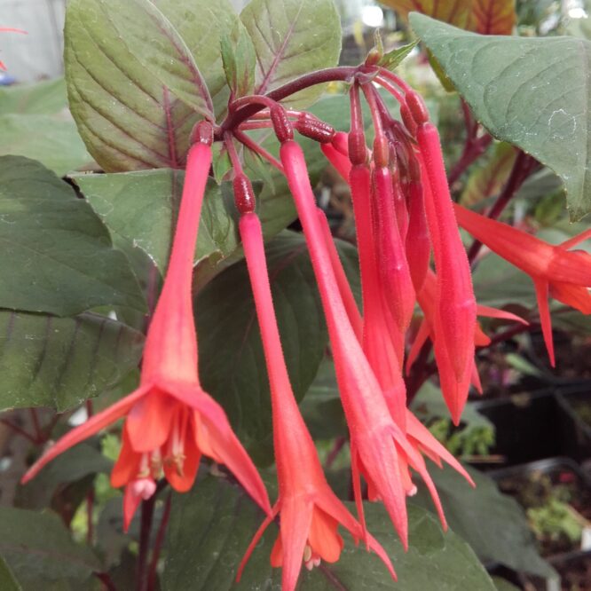 Fuchsia Koralle/Insulinde