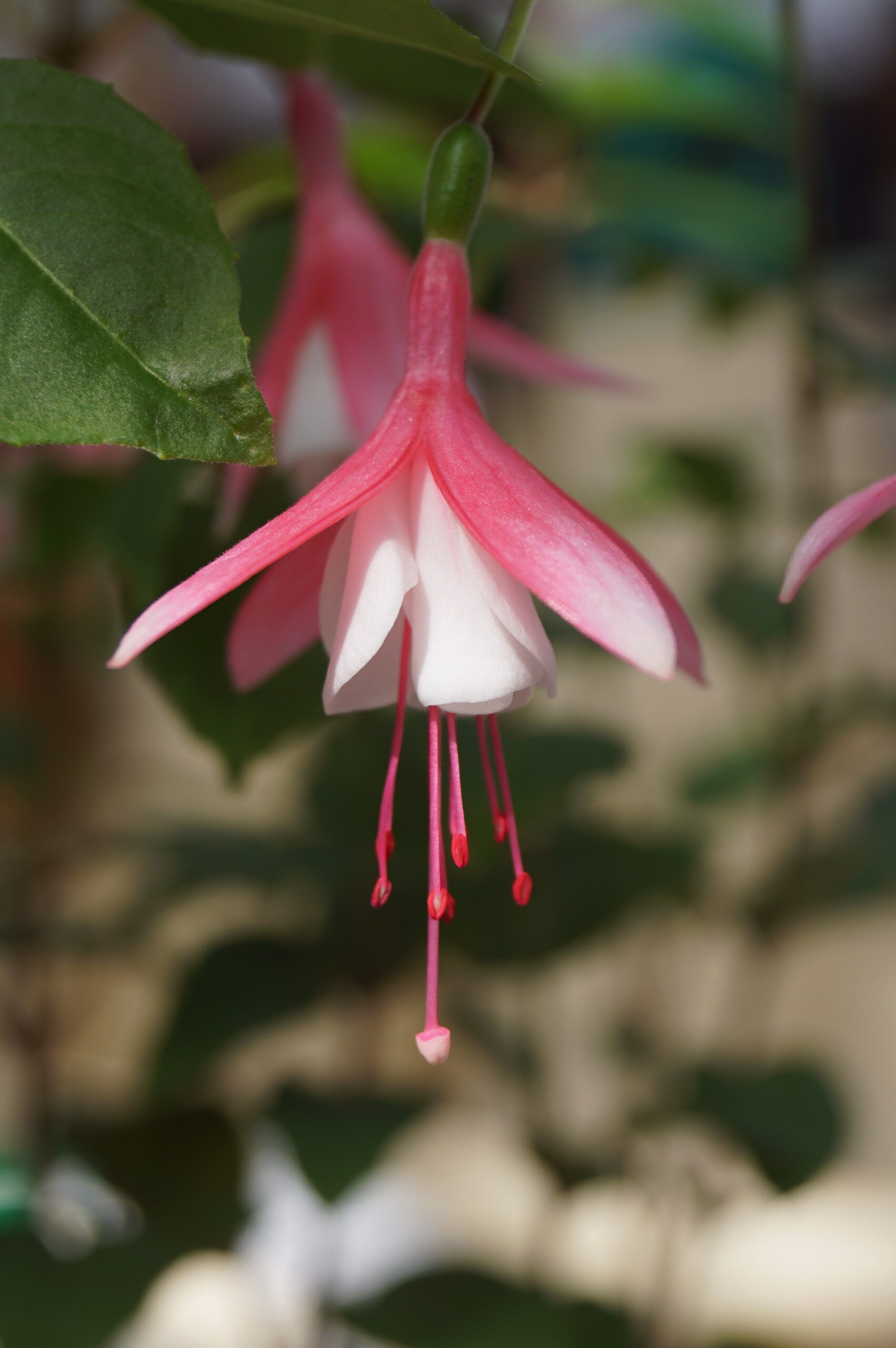 Fuchsia Lady Thumb (vinterhårfør)