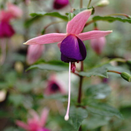 Fuchsia Lambada