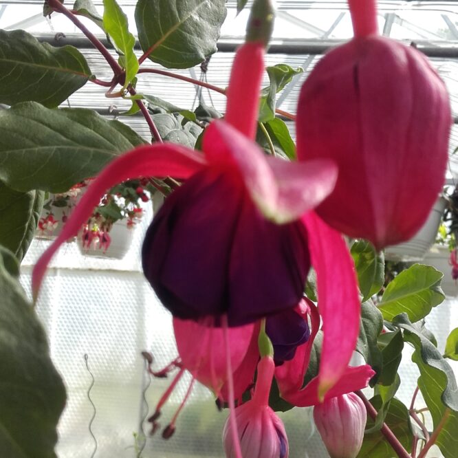 Fuchsia Lunters Trots