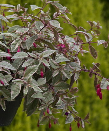 Fuchsia Magellanica Versicolour (Vinterhårfør)