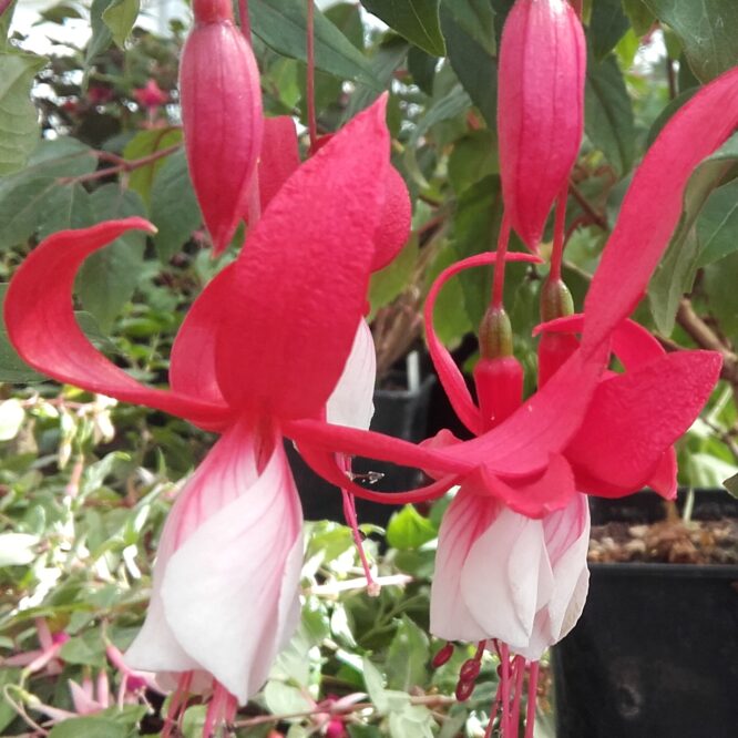 Fuchsia Murru’s Jubilee