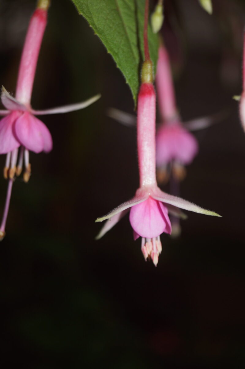 Fuchsia Murru's Symphonie - Image 4