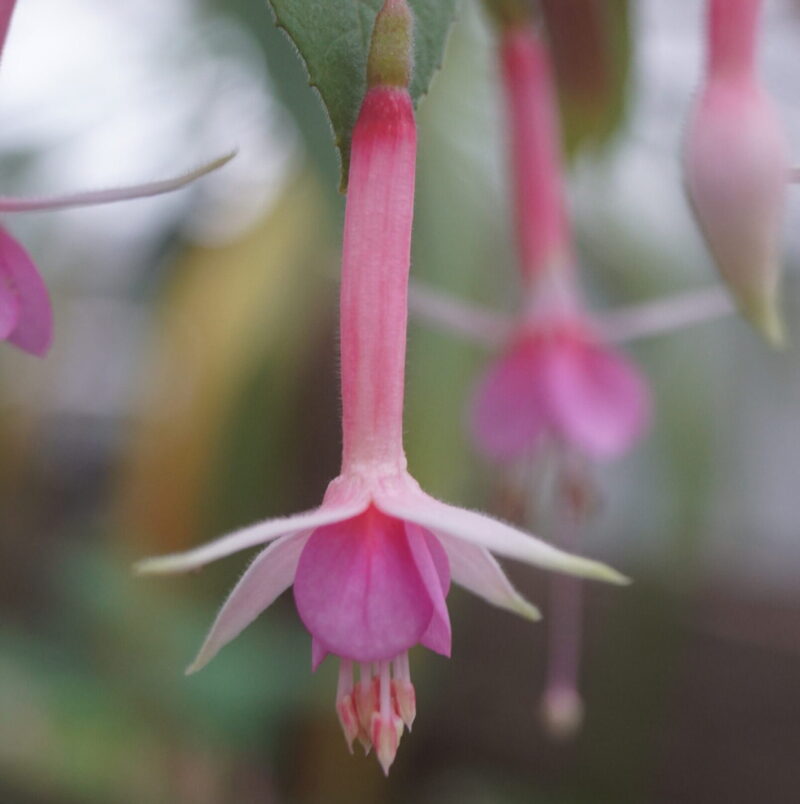Fuchsia Murru's Symphonie