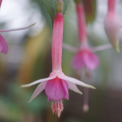 Fuchsia Murru's Symphonie