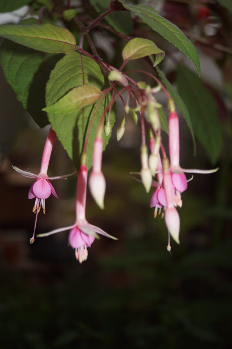 Fuchsia Murru's Symphonie - Image 2