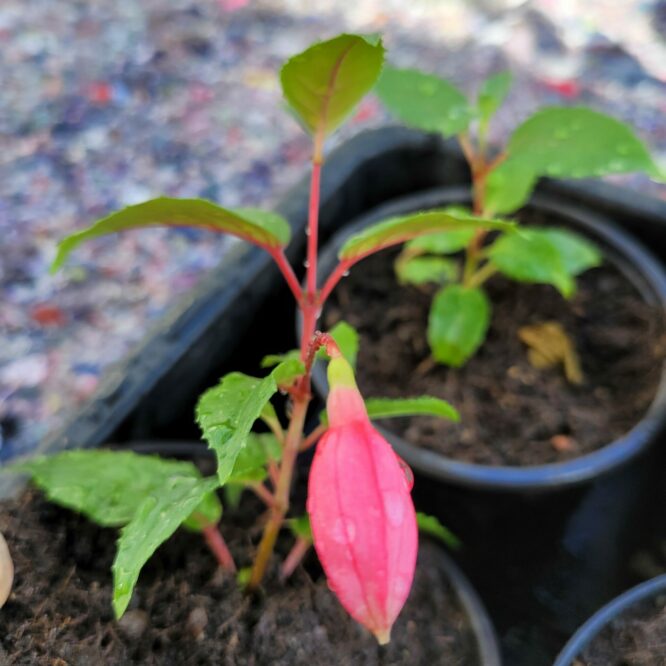 Fuchsia Patio Princess