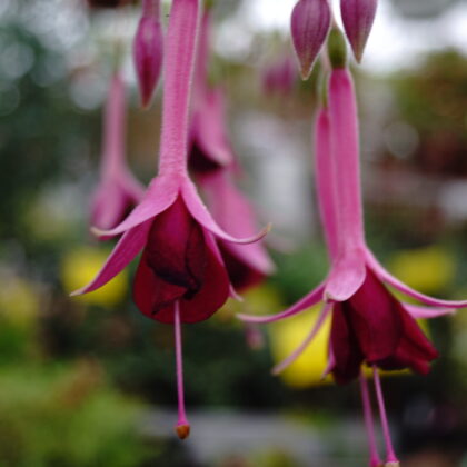 Fuchsia Remember Claire