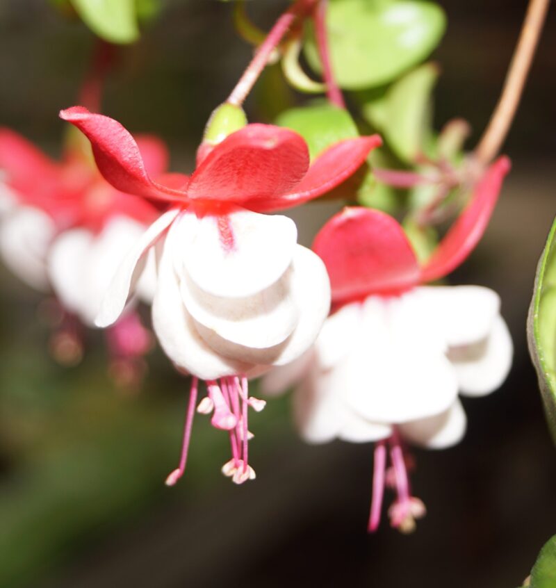 Fuchsia Sir Matt Busby. - Image 4