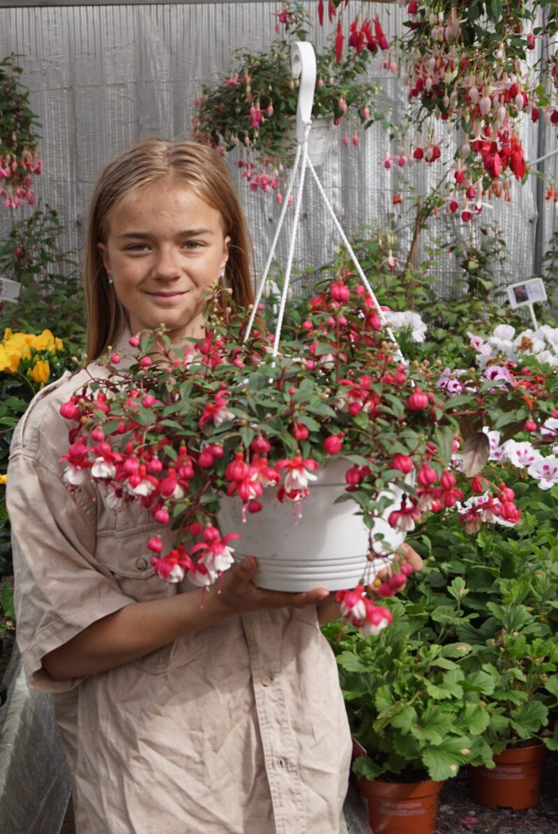 Fuchsia Sir Matt Busby. - Image 2
