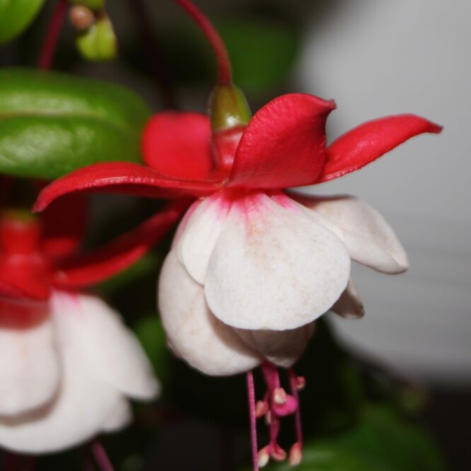 Fuchsia Sir Matt Busby.