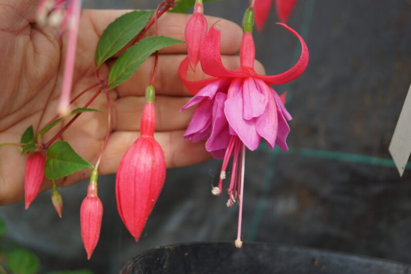 Fuchsia Tennessee Waltz (Vinterhårdfør) - Image 3