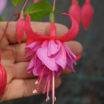 Fuchsia Tennessee Waltz (Vinterhårdfør)