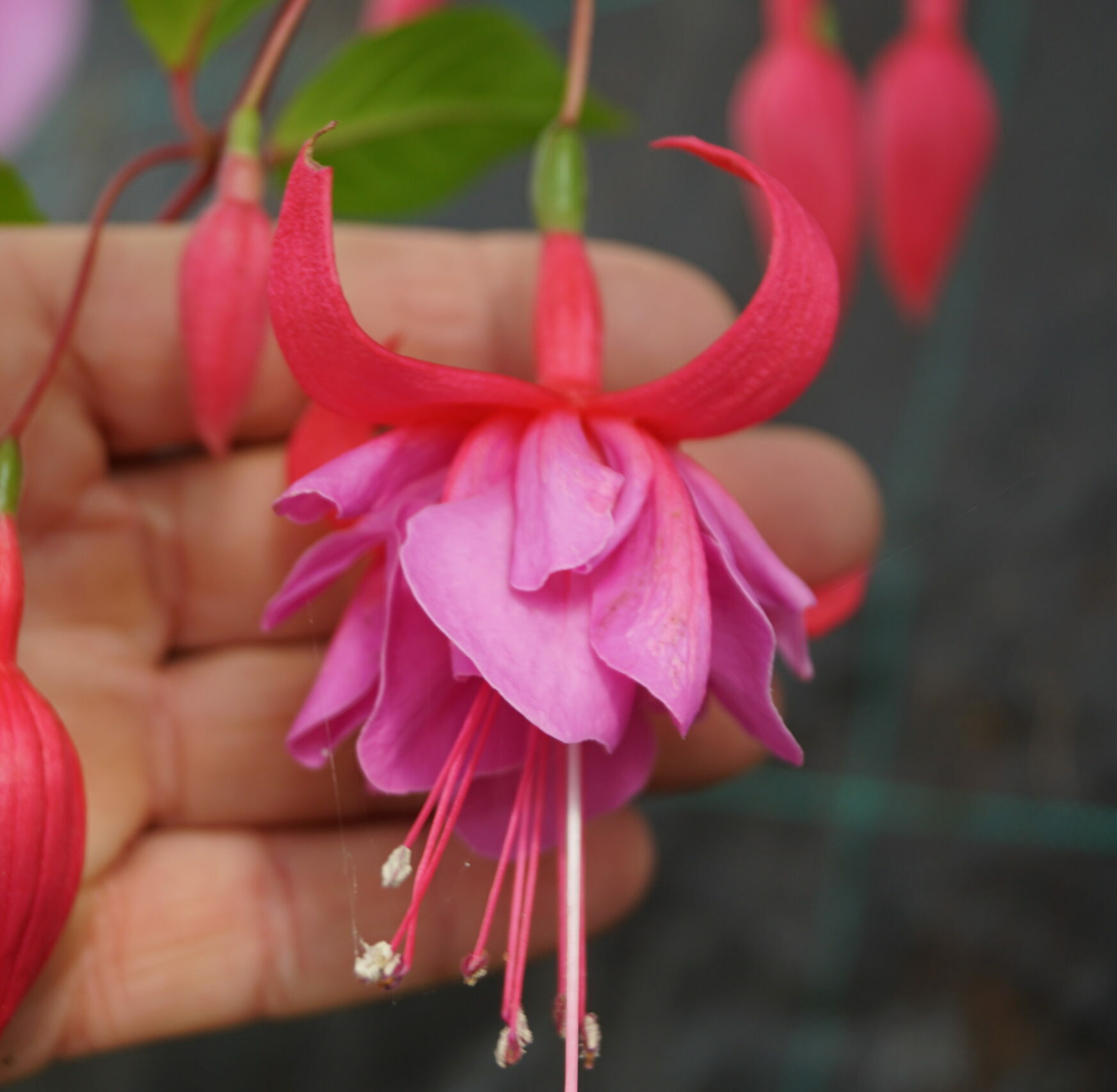 Fuchsia Tennessee Waltz (Vinterhårdfør)