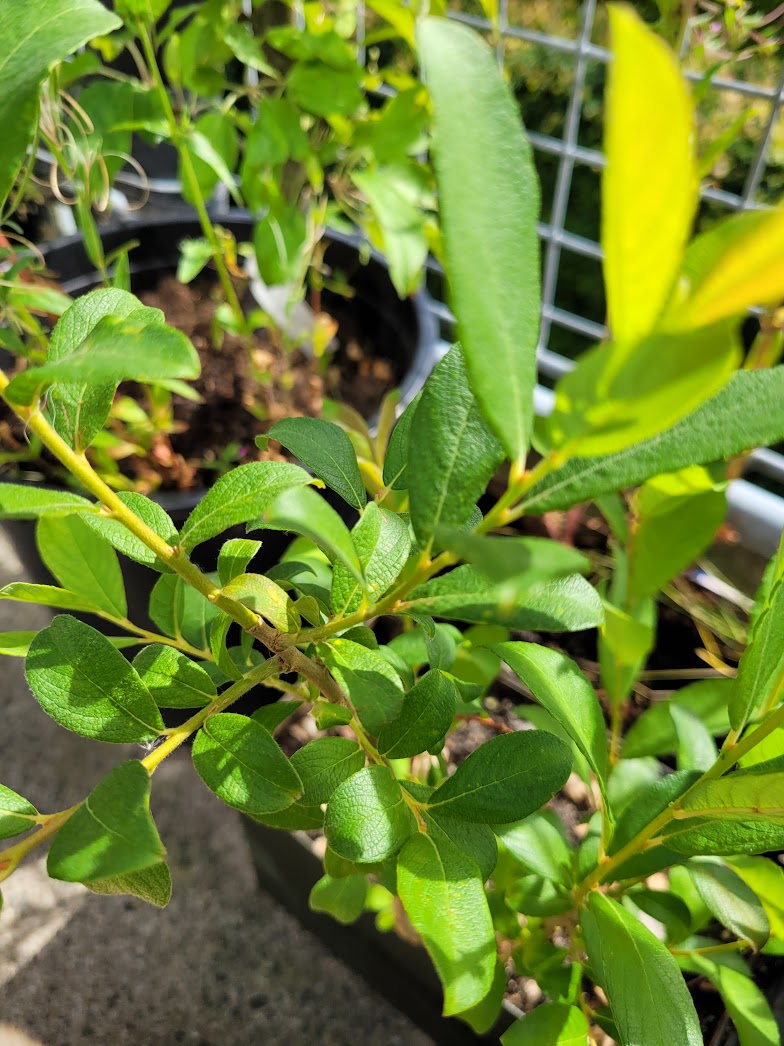 Gråpil (Salix cinerea)