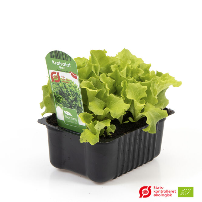 Grøn Krølsalat (Lactusa sativa) | Økologisk Udplantningsbakke