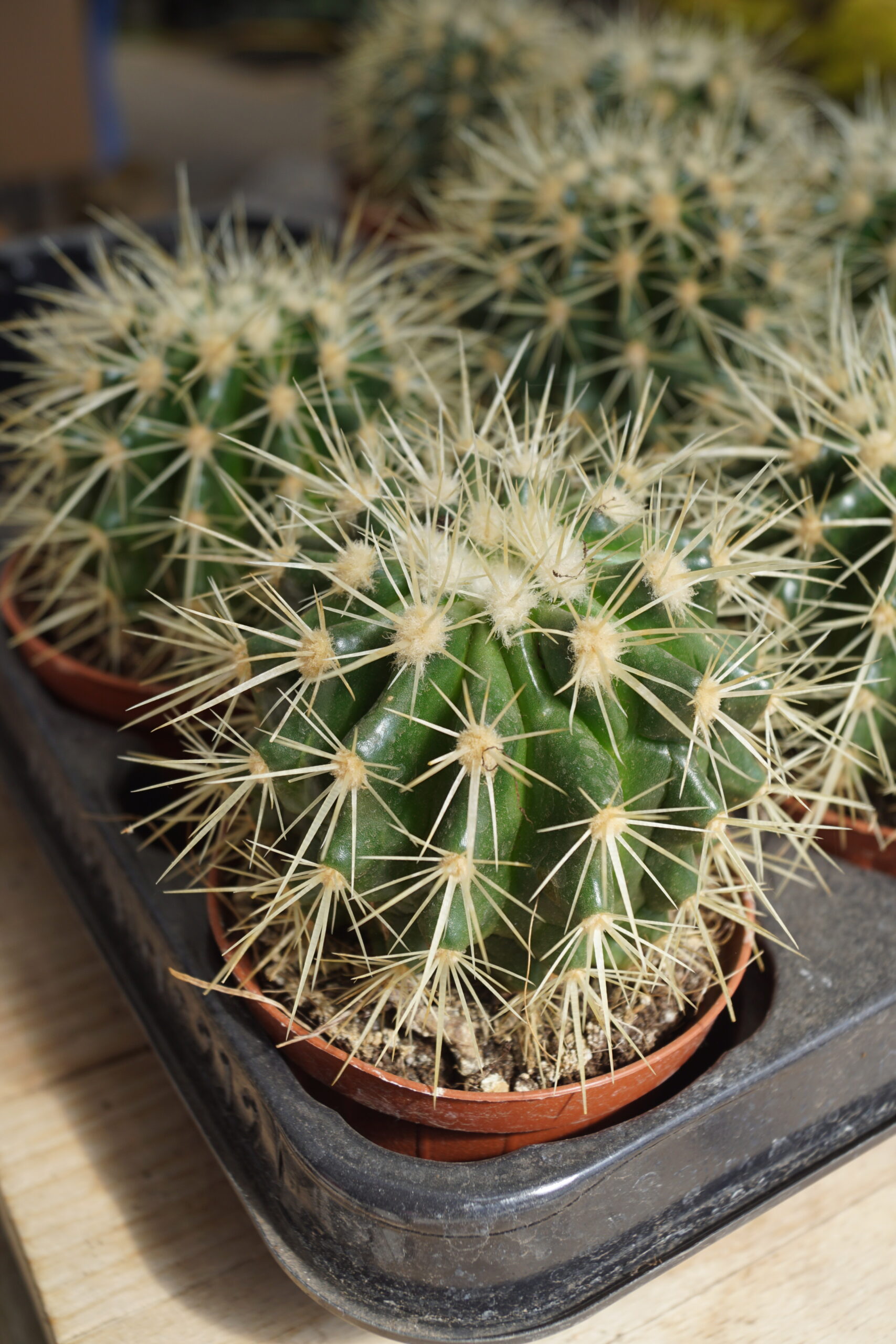 Guldkugle Kaktus (Echinocactus grusonii eller Kroenleinia grusonii)