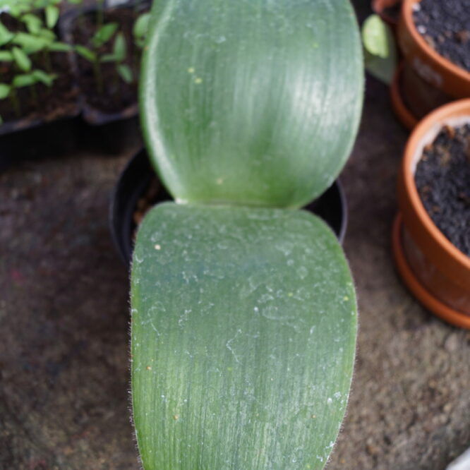 Haemanthus Albiflos bredbladet variant (Oksetunge)