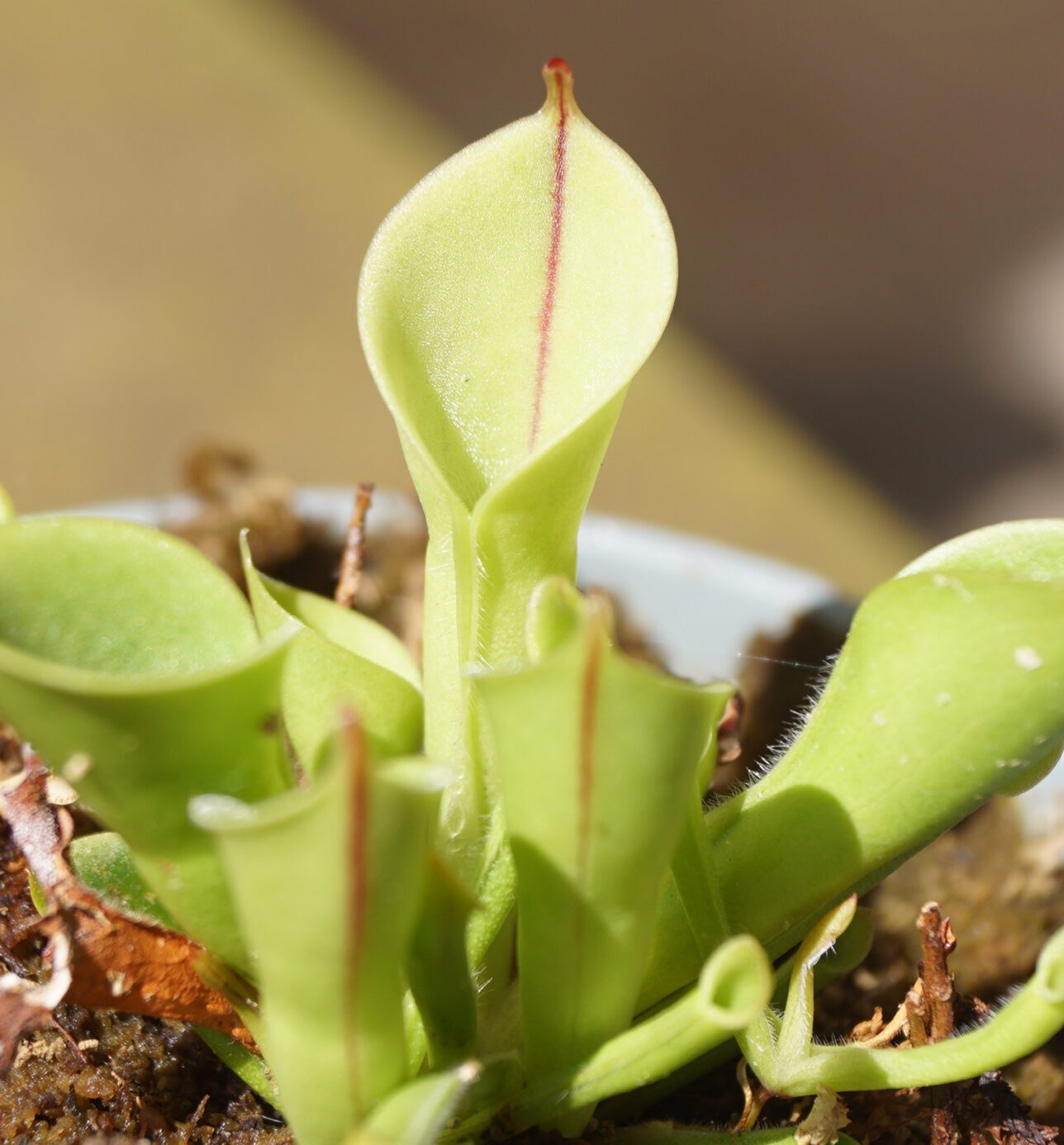 Heliamphora