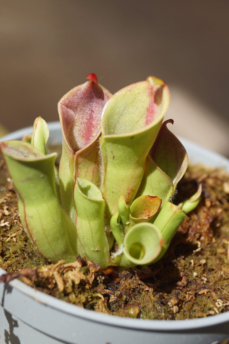 Heliamphora - Image 2