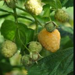 Hindbærbusk, Gul hindbær (Rubus idaeus ‘Golden Everest’)