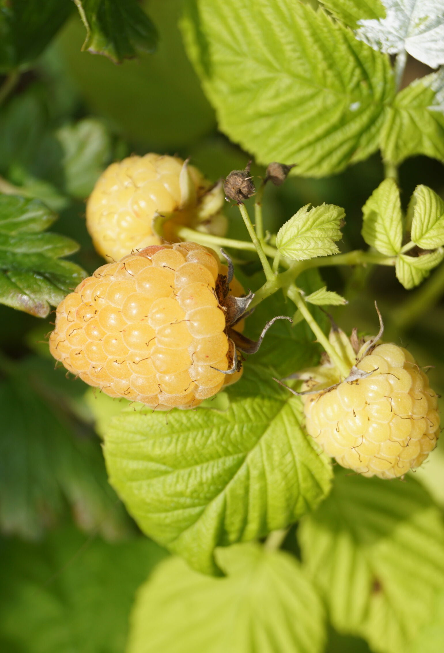 Hindbærbusk, Gul hindbær (Rubus idaeus ‘Sugana’)