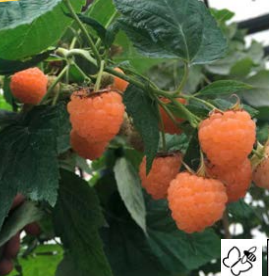 Hindbærbusk, Orange, Lav (Rubus idaeus ‘Summer Lovers Patio Orange’)