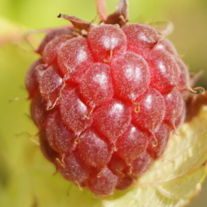 Hindbærbusk Tidlig (Rubus idaeus 'Summer Lovers Early')